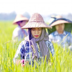 Rice exports hit US$2 bln